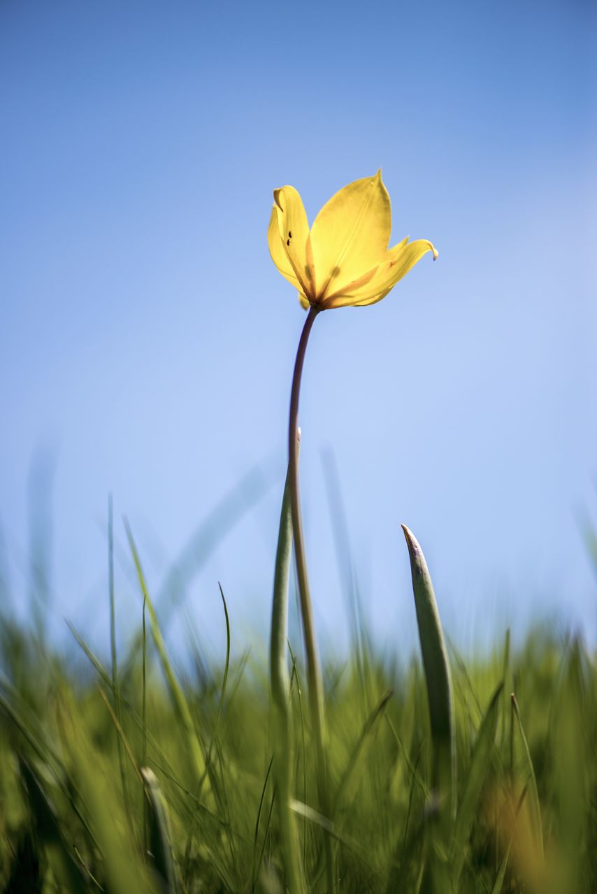 Flore Tulipe de vigne Tul_0453